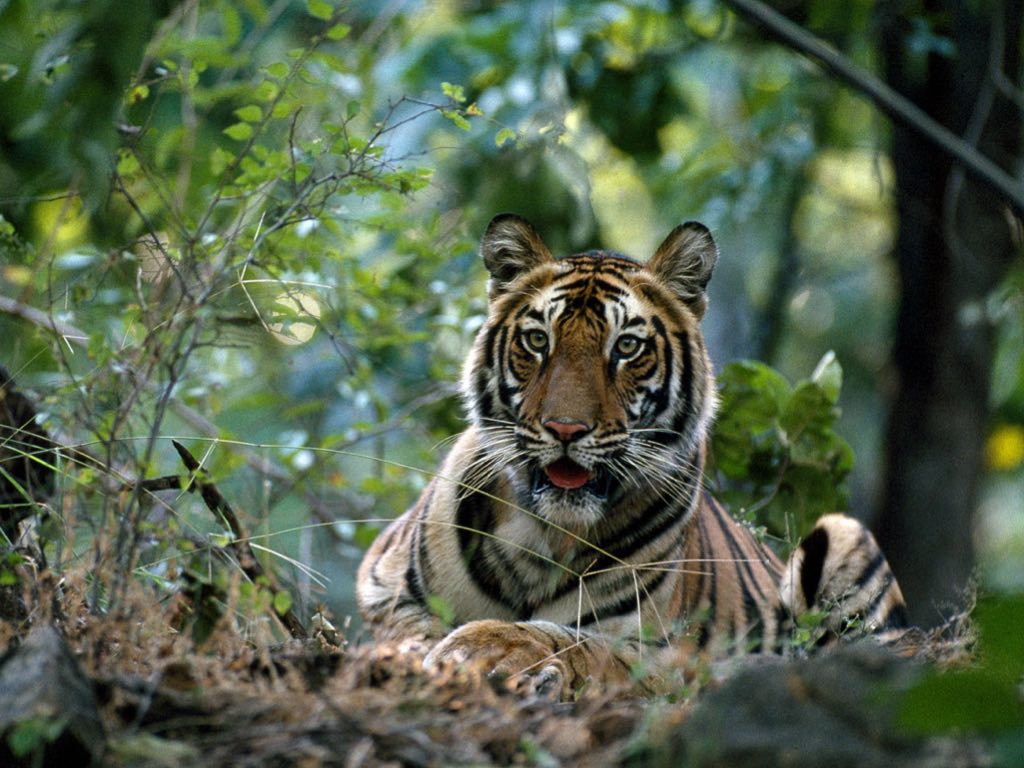 Central India